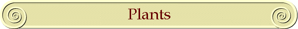 Plants